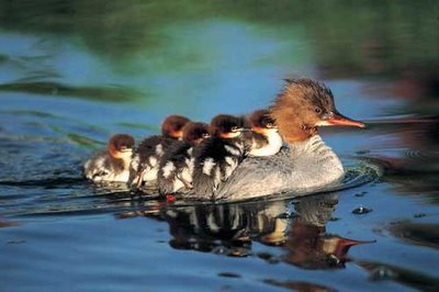 Baby ducklings follow their mother